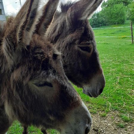 Gite Aux Anes Avec Spa Menetou-Ratel Dış mekan fotoğraf