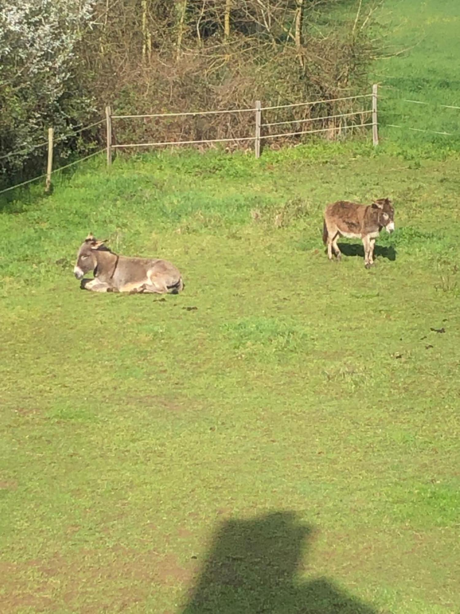 Gite Aux Anes Avec Spa Menetou-Ratel Dış mekan fotoğraf