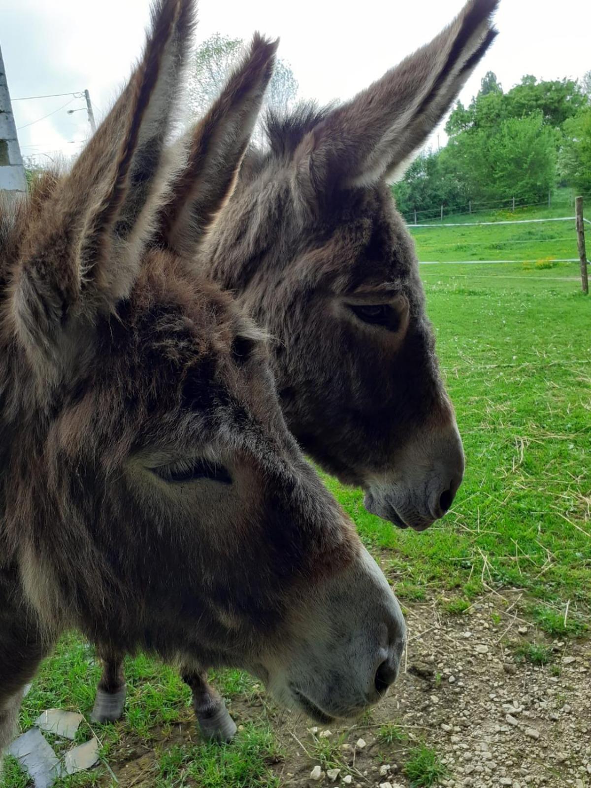 Gite Aux Anes Avec Spa Menetou-Ratel Dış mekan fotoğraf