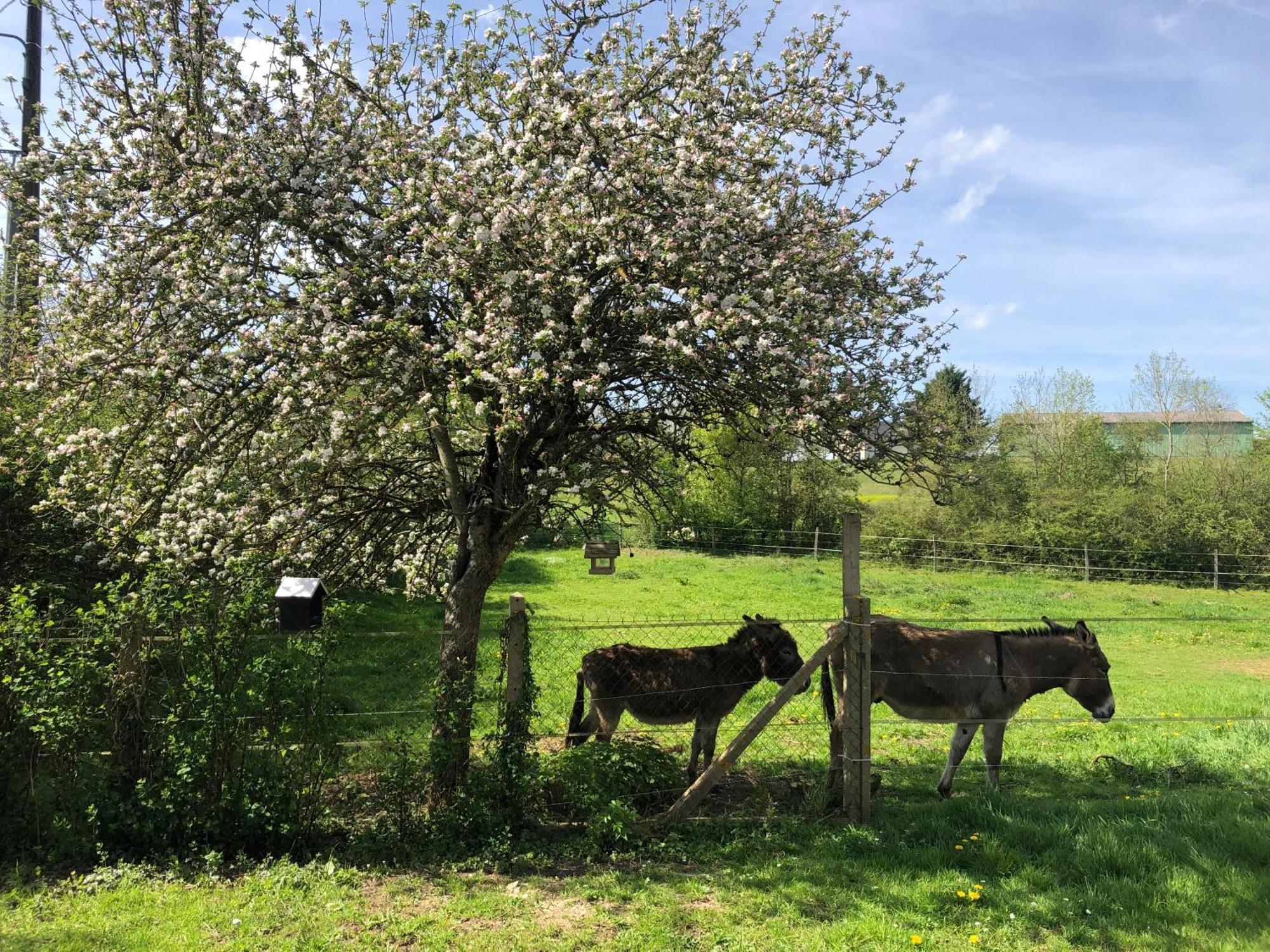 Gite Aux Anes Avec Spa Menetou-Ratel Dış mekan fotoğraf