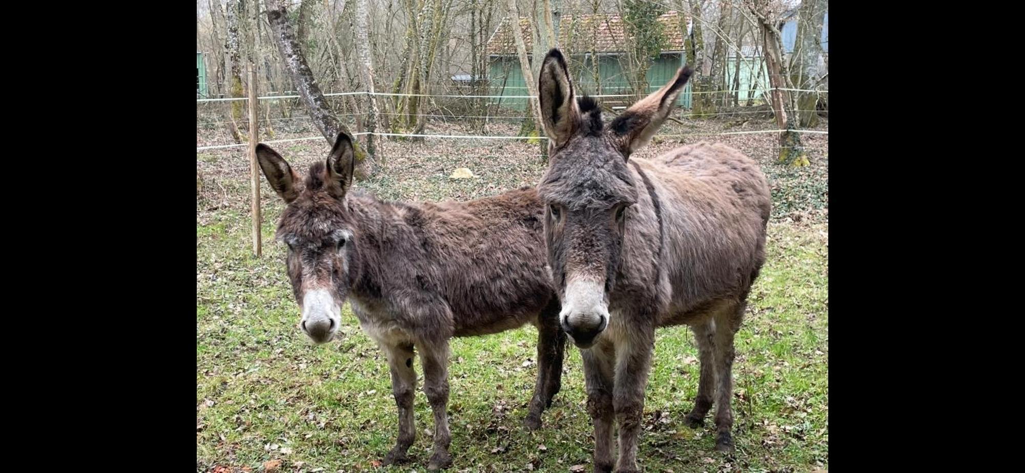 Gite Aux Anes Avec Spa Menetou-Ratel Dış mekan fotoğraf